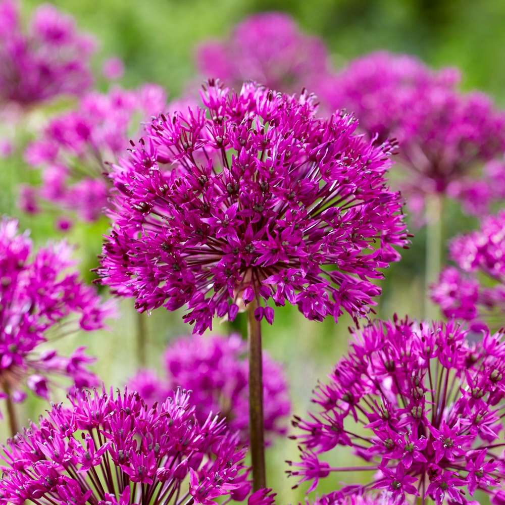 Allium 'Purple Sensation'